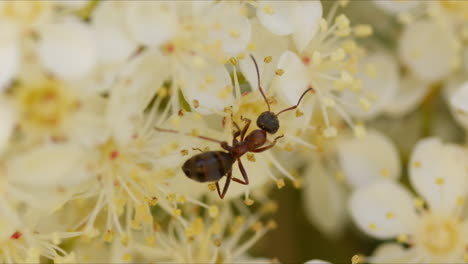 rear sideview above formica ant crawling across pistil of white flowers