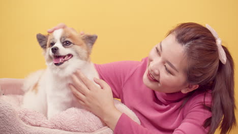 asian woman playing with chihuahua mix pomeranian dogs for relaxation on bright yellow background-3