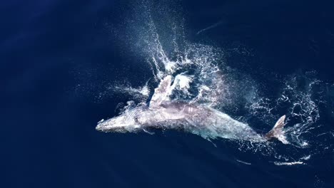 a playful humpback whale rolling and splashing in the pacific ocean after a series of breaches off the coast of southern california