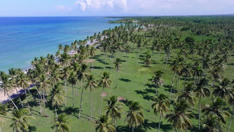playa la entrada beach with coconut palm trees, cabrera in dominican republic. aerial forward