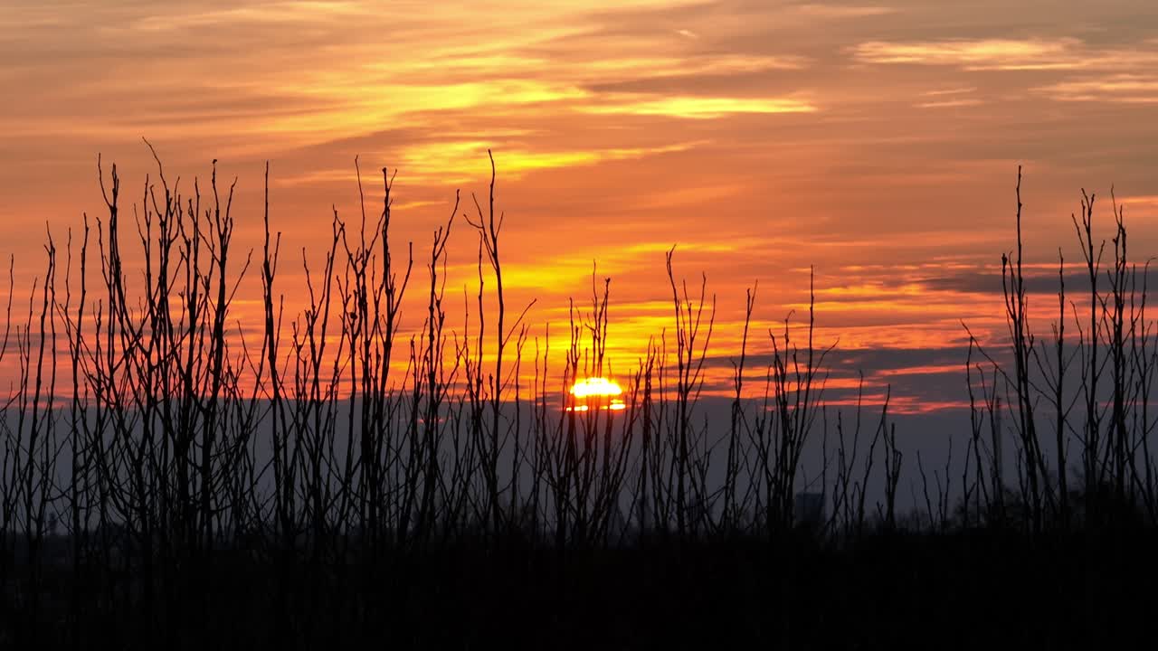 Cinematic drone slide past dried, stick-like trees silhouetted against a sunset sky. Atmospheric aerial view of barren vegetation along the riverbank near Jesolo, Italy