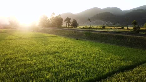 Vuela-Sobre-Tierras-Agrícolas-Y-Ferrocarriles-Cercanos-En-Verano,-Hora-Del-Atardecer,-Color-Dorado,-Verde-Cálido-En-Verano,-Amanecer,-Mañana,-Antena,-Amplia-Panorámica,-Maravillosa-Vista-De-Fondo-En-Irán,-Gilan,-Vida-Rural.