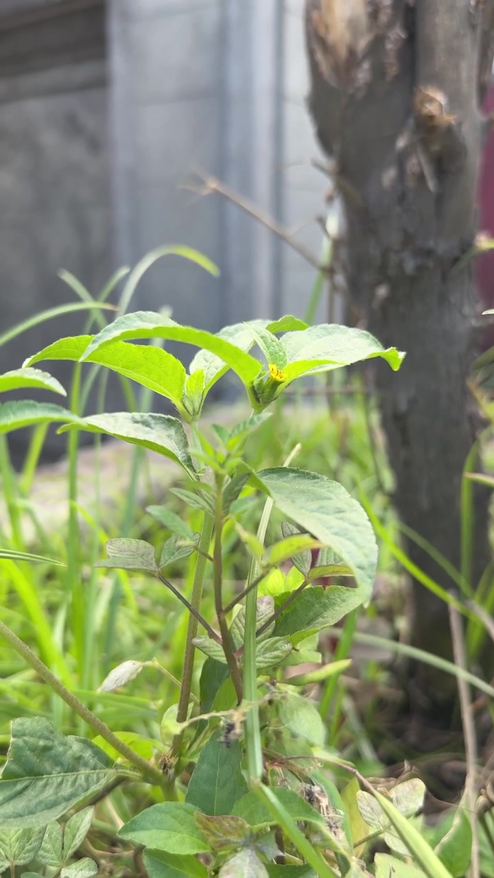 Tanaman Hijau Kecil Tumbuh di Taman