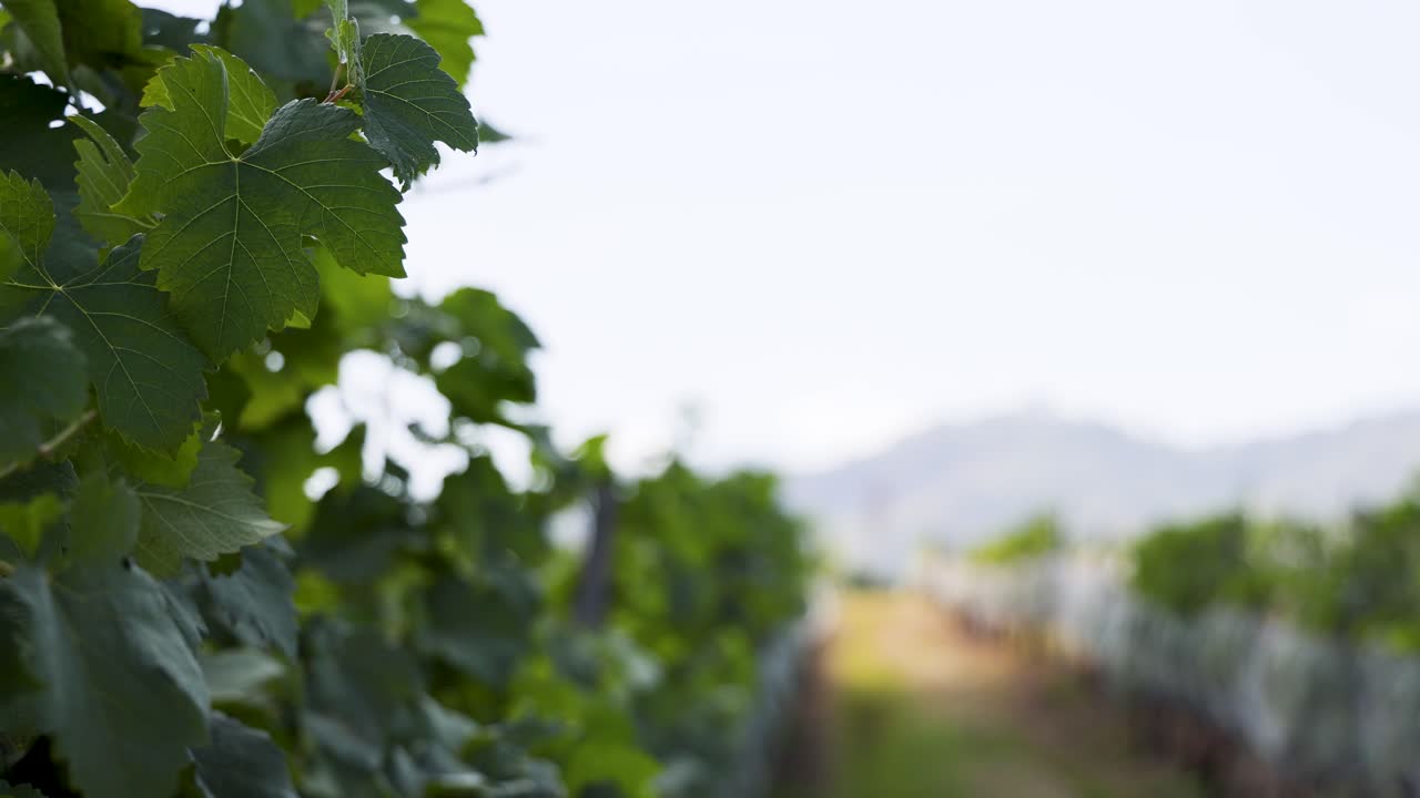 포도나무 줄 사이 를 평화롭게 산책 하는 것