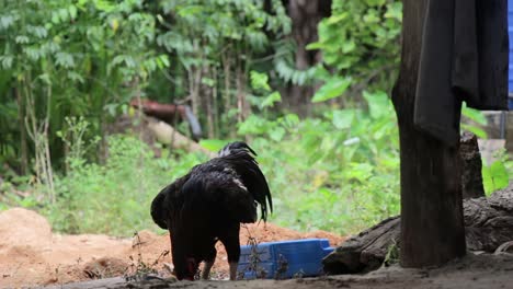 Rooster-flaping-its-wings-in-the-shade