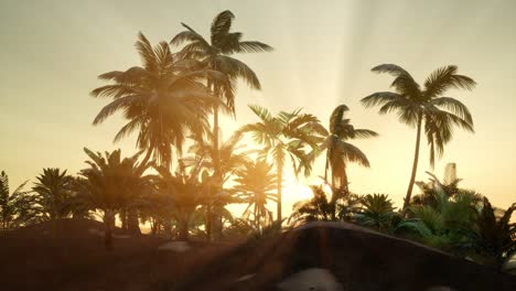 Sunset-Beams-through-Palm-Trees