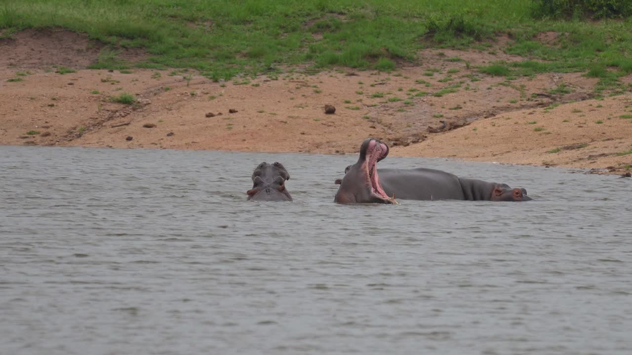 눈 수준 다중 거대한 히포포타무스 물에서 연속적으로 는, 중간