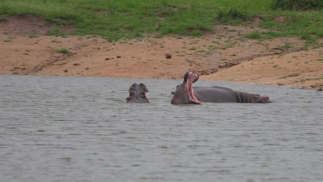 Eye-Level-Multiple-Massive-Hippopotamus-Yawning-Consecutively-In-Water,-Medium-Shot