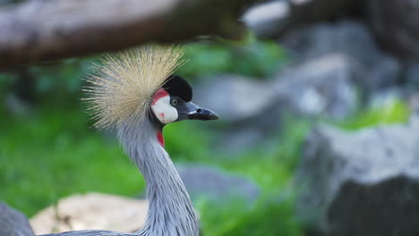 Grey-Crowned-Crane-Head-Close-up-Walking-in-Slow-Motion