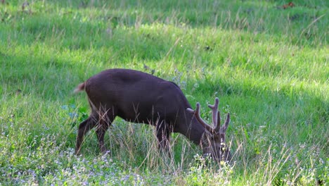 Ciervo-Cerdo-Indio,-Hyelaphus-Porcinus