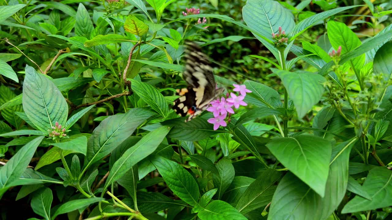 una mariposa se sienta en un árbol verde y bebe néctar de una flor