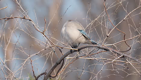 azure-winged magpie perching and preening on tree branch with leafless twigs during winter in south korea