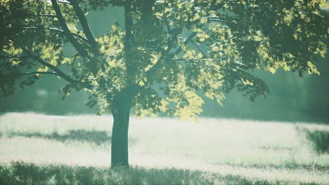 Las-Hojas-De-Arce-Verde-En-El-Verano