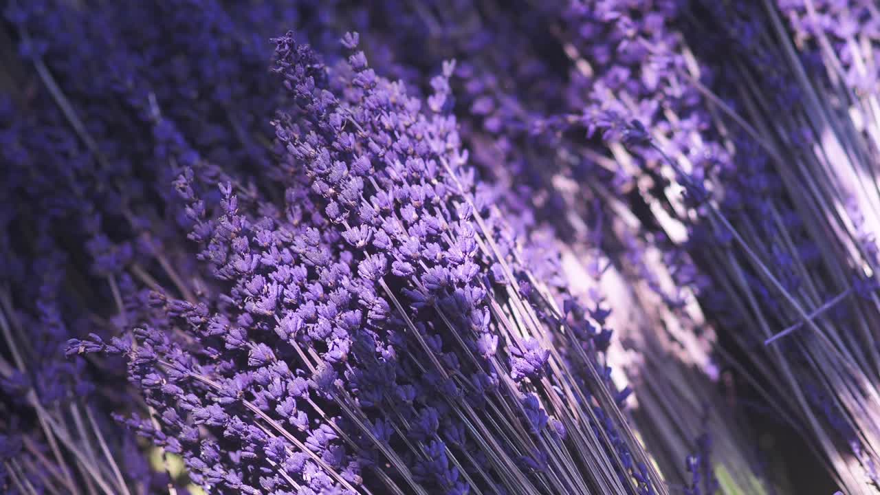 Close-up of Lavender Flowers