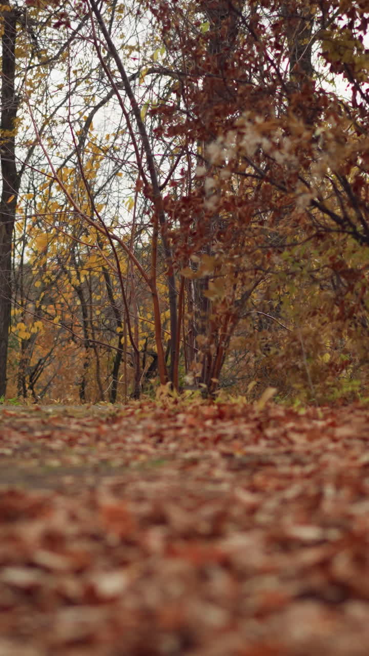 vista panorámica de hojas secas esparcidas por el suelo del bosque, creando una cálida atmósfera de otoño, el follaje marrón crujiente cubre el suelo, con árboles y ramas estacionales vibrantes