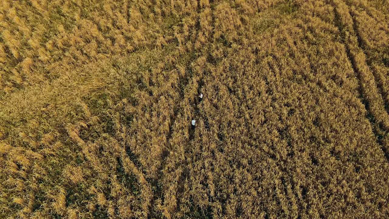 niño y niña están jugando en el campo. hermoso paisaje rural. vista aérea video desde el helicóptero. vista superior.