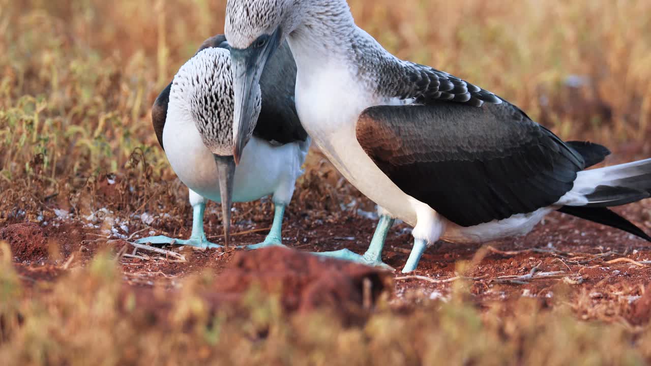baile de llamada de apareamiento con dos piqueros de patas azules en las islas galápagos