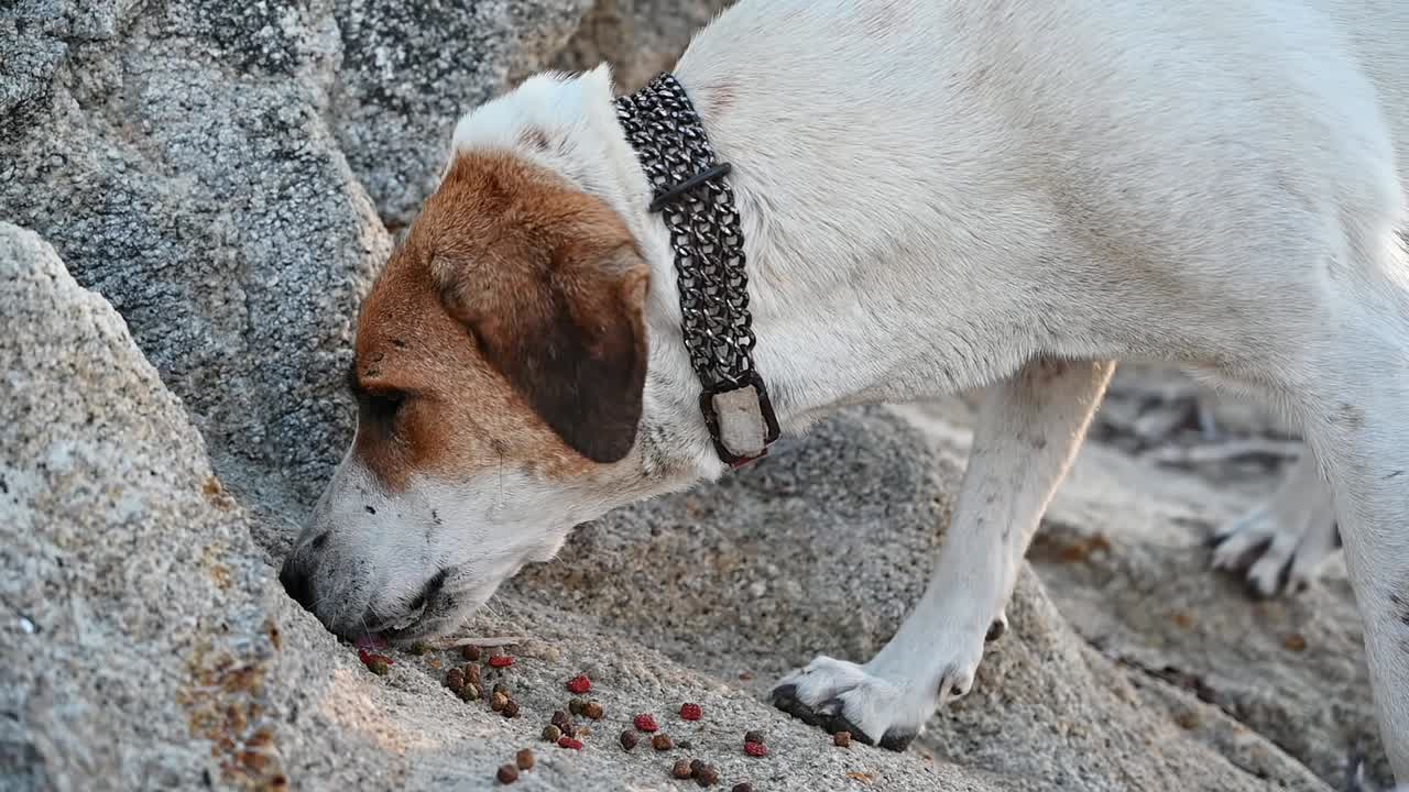 Hund frisst an einem Strand in Griechenland. Zeitlupe