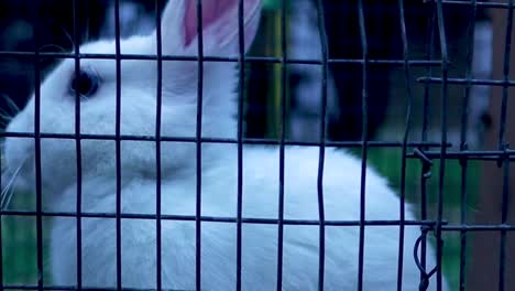 un conejo doméstico peludo blanco en una pequeña jaula mirando a su alrededor y saltando