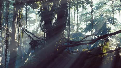 selva lluviosa brumosa en la niebla