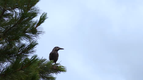 Spotted-Eurasian-Nutcracker