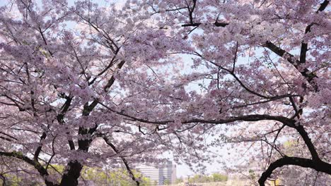 pink sakura trees in full bloom at osaka castle park, spring in japan 4k