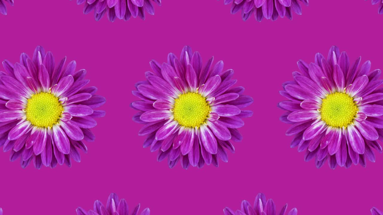 보라색 배경에 보라색 크리산테의 애니메이션 패턴, 단순한 꽃의 원활한 루프 개념 애니메이션