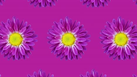 patrón animado de crisantemo púrpura en un fondo púrpura. simple animación de concepto de bucle sin costura floral