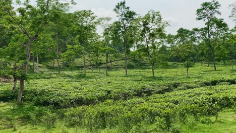 malnichhera tea garden, the largest and first established tea garden in bangladesh