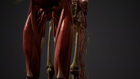 ilustración animada de la anatomía humana en 3d