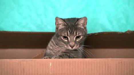 video of cat looking out of cardboard box over a turquoise background