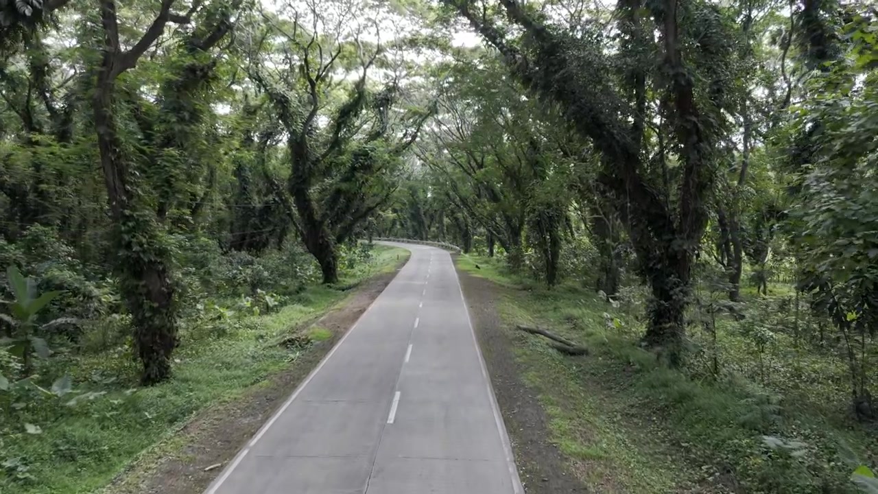Pemandangan drone dari udara jalan raya Terowongan Akasia di bawah kanopi pohon yang lebat di Palawan Selatan