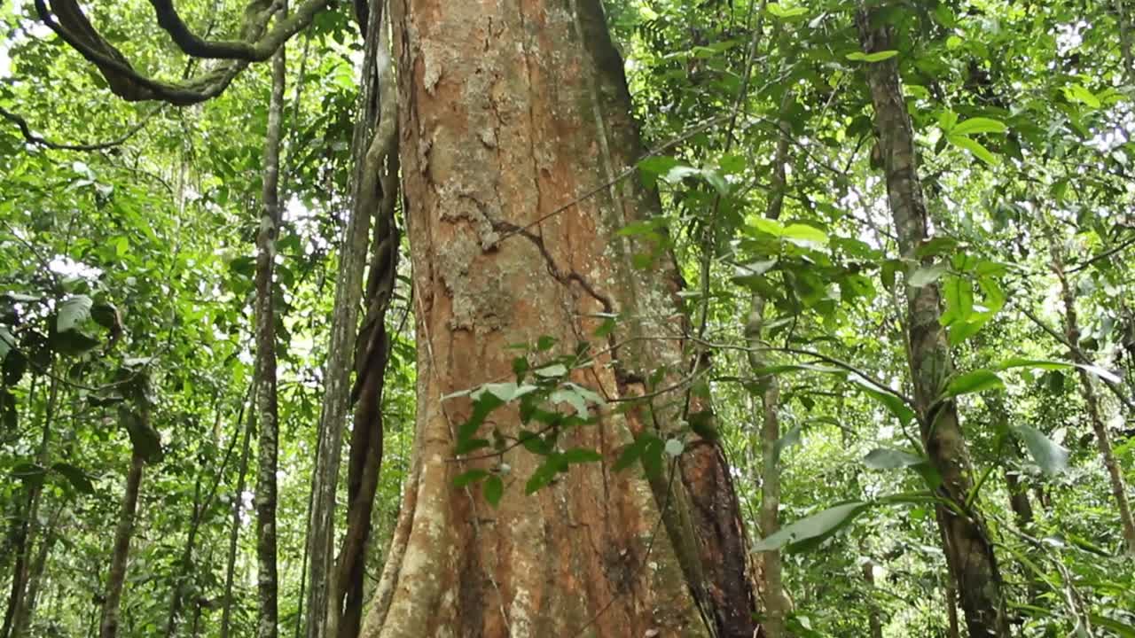 gran árbol en la selva amazónica