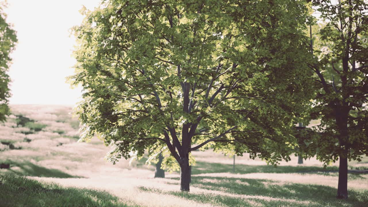 잎을 통해 빛나는 빛으로 초록색 에 서 있는 단 하나의 나무