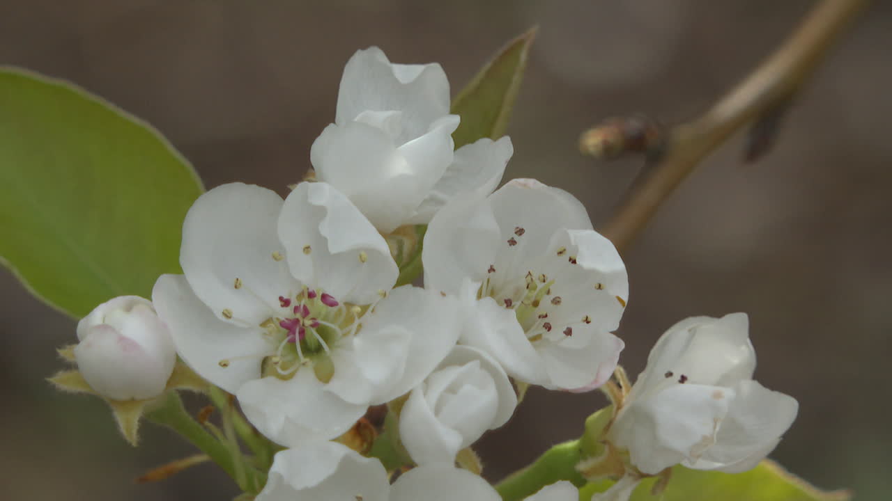 Pear Blossoms