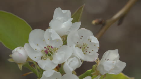 pear blossoms