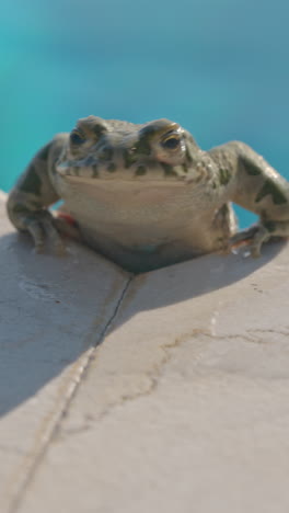 Sapo-Al-Lado-De-Una-Piscina-En-Vertical.