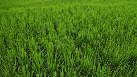 top view rice farms drone flying over rice paddies in agricultural farmlands aerial view of rural crop farms 4k