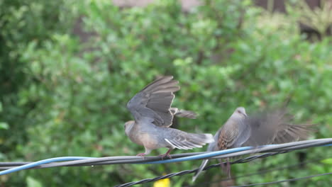 Two-male-oriental-turtle-doves-jumping-and-striking-their-rival-with-both-wings-in-a-fight-on-power-cables-in-an-urban-residential-area-in-Tokyo,-Japan