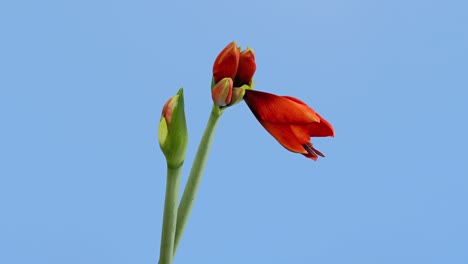 macro time lapse blooming red amaryllis hippeastrum flowers, isolated on blue background