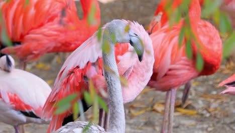 Flamingos-or-flamingoesare-a-type-of-wading-bird-in-the-family-Phoenicopteridae,-the-only-bird-family-in-the-order-Phoenicopteriformes.