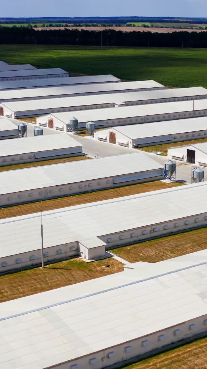 Long farm buildings on field. Flight over the modern agricultural farmhouses for livestock in the countryside in summer. Aerial view. Vertical video