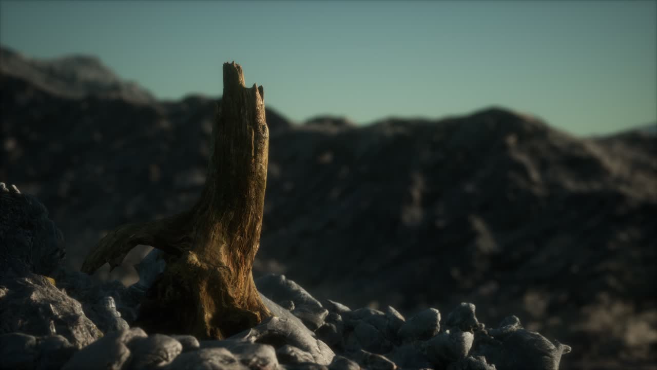 pino muerto en la roca de granito al atardecer