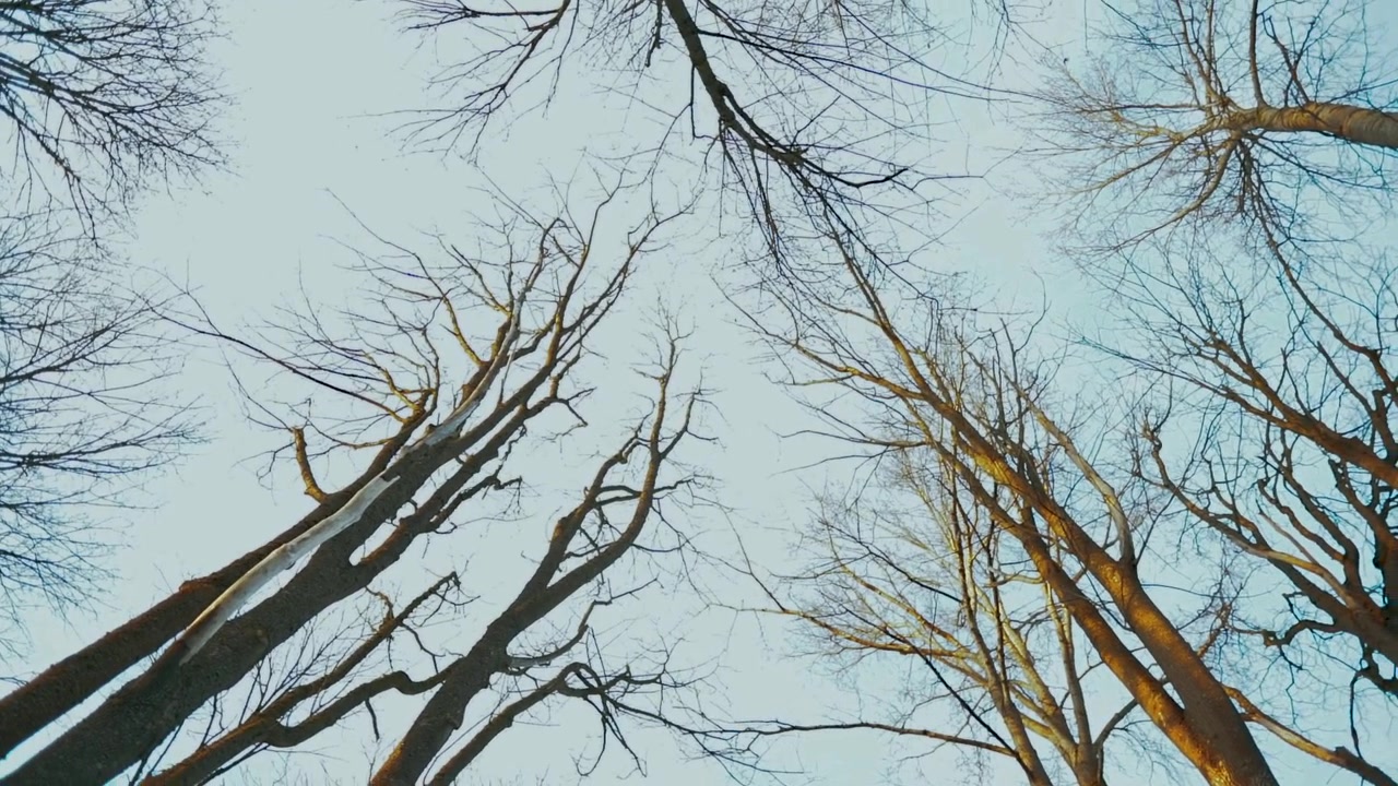 Looking up, spinning under the tree tops, in slow motion.