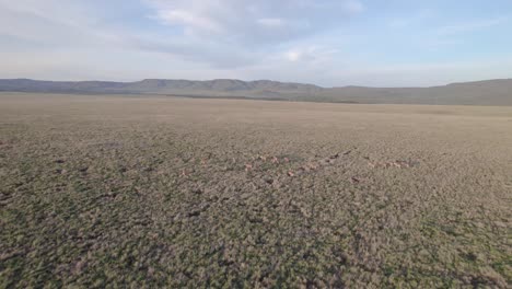 imágenes de drones de la manada de oryx corriendo en la sabana