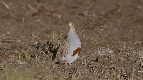primer plano perfecto de pájaro perdiz gris caminando por la carretera y pradera de hierba alimentándose y escondiéndose