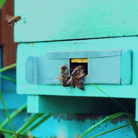 wooden beehive and bees