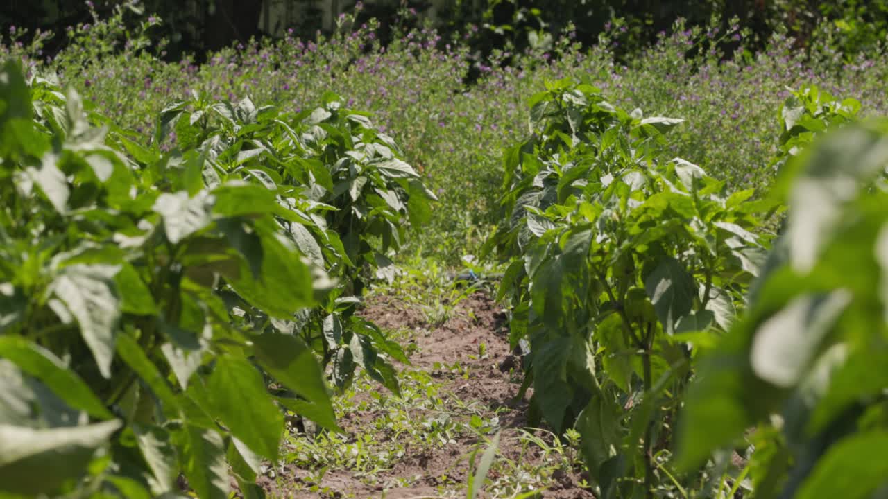 plantas de pimienta dulce roja ecológica con frutos maduros y no maduros en la plantación