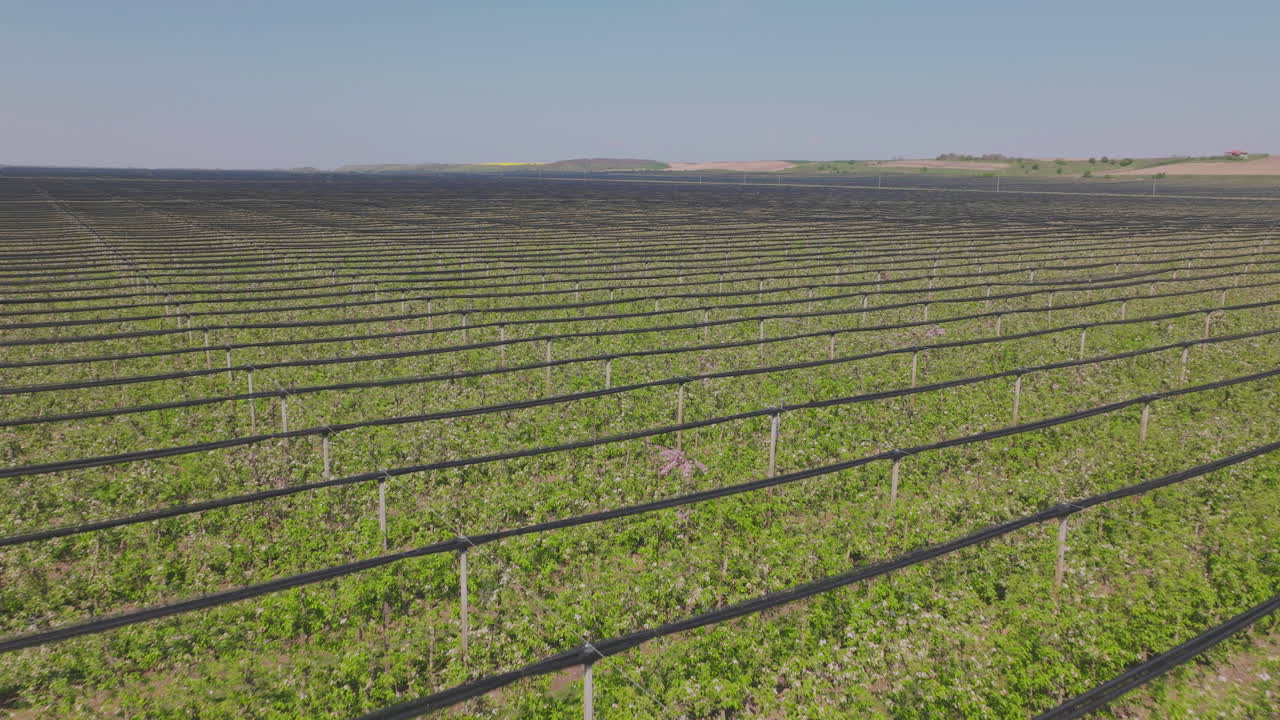 Aerial View of Blooming Apple Orchard
