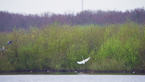 western great egrets and grey herons flying in wetland vegetation